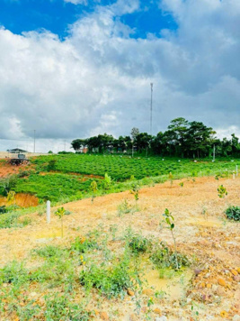 Bán 5,5 sào đất vườn xã Nam Hà, cách đường nhựa DH 93 100m, sẵn cây ăn trái