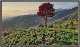 Bán đất đỉnh đồi lá đỏ view săn mây núi Đại Bình, Bảo Lộc