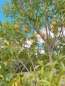 Chính chủ cần bán cắt lỗ lô đất sẵn vườn ăn trái tại Mê Linh - Lâm Hà 591m2, giá 2.350 tỷ