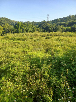 Chỉ 1 tỷ có ngay đất nghỉ dưỡng Hà Giang 1ha giá sốc, ô tô tránh LH: 0975 018 344