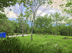 Cần tiền bán 1000m2 có 300m đất ở xã Hòa Ninh làm nhà vườn, lưu trú, đầu tư sinh lời tốt sát suối