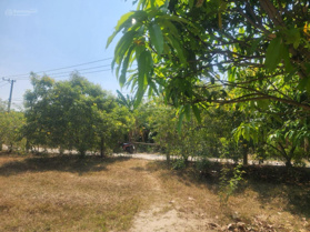 Đất ninh sơn - ninh hoà, diện tích lớn mặt tiền lớn thích hợp làm trang trại - nhà vườn nghỉ dưỡng