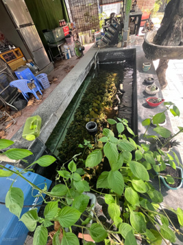 Bán nhà vườn 600m2. Nhà vừa có vườn. Ngay gần đường Vườn Lài, chợ Vườn Lài, khu du lịch Bến Xưa