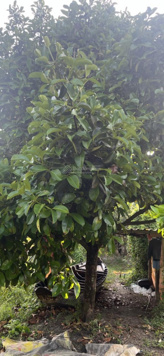 Bán 5 công đất CLN đang có huê lợi. Do định cư theo gia đình nên cần bán gấp