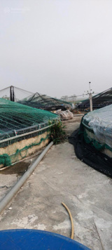 Chính chủ cần tiền bán gấp trang trại tôm 32000m2 tại Nga Bạch, Nga Sơn, Thanh Hóa LH 0964 564 392