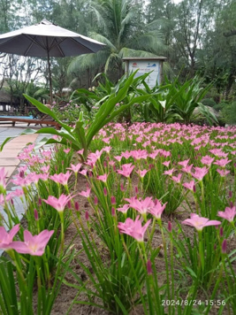 Khu nghỉ dưỡng biển 4 sao nằm ngay bãi tắm biển Sầm Sơn. Siêu đẹp. LH 0988 389 973