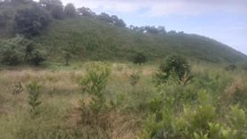 Chính chủ gửi mảnh vườn với DTHN 9 ha có 800m2 thổ cư Cát Tiên - Lâm Đồng