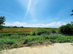 Cần bán đất view lúa, phường Cẩm Châu, phố cổ Hội An, 1 lô đẹp nhất khu này