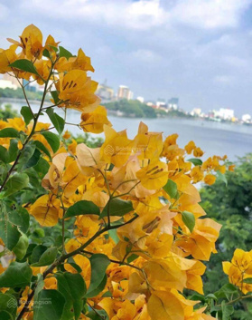 Mặt Hồ Tây - mặt phố Xuân Diệu: 80m2 5 tầng - mặt tiền 5.5m - view chính diện Hồ Tây - vỉa hè 5m