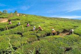 Chính chủ bán hơn 6 ha đất có thổ cư tại Vân Hồ