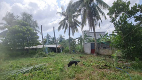 Chỉ với 990 triệu sở hữu ngay trang trại 1329m2 có thổ cư tại Gò Công Tây, Tiền Giang. 0903 923 611