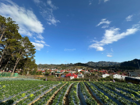 Bán đất sát vách rừng thông Bản Áng, view rất đẹp nhất khu vực