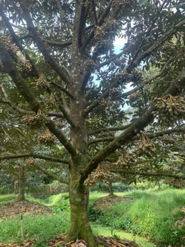 Bán 4.193m2 đất nhà quán mặt tiền đường + sông xã Đồng Phú, huyện Long Hồ, tỉnh Vĩnh Long