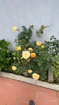 Bán biệt thự trung tâm hành chính huyện Vân Hồ DT 245m2, đường 23,5m, đầy đủ tiện nghi, giá 3,2 tỷ