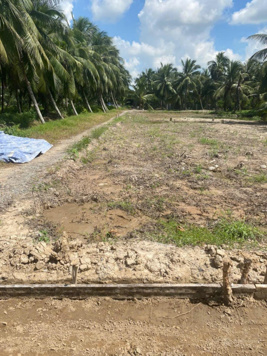 Đất vườn có sẵn THỔ (đường xe máy) tại Tân Phú Đông, Tiền Giang, giá chỉ 139tr - CÁCH SG 65KM