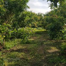 Bán 3,147m2 hoặc cắt 1 phần theo yêu cầu đất vườn có thổ và nhà MT tại biển Tân Thành, Gò Công Đông