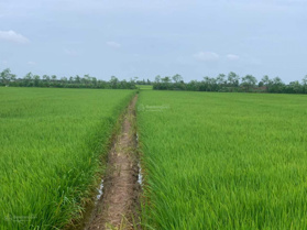 Tôi cần bán đất ruộng tại TT Vàm Láng đối diện KCN Dầu Khí Soài Rạp, 600tr, 10 sào, LH 0901 311 178