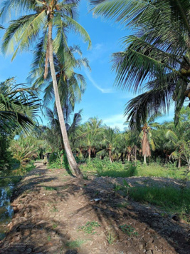 Nóng - Đất vườn dừa ven rạch nhỏ sổ hồng riêng 1,300m2 đất vườn dừa chỉ 329 triệu