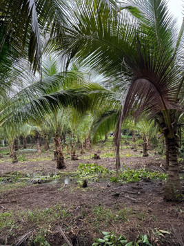 Bán đất nền 400m2 (8x50m) có 100m2 TC xã Tân Phú, Trọng CT