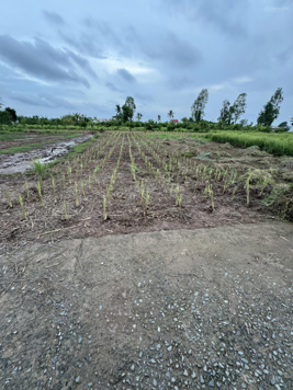 Đất nền 210m2 (6x35m) có 100m2 thổ cư. Mặt tiền đường 3m xã Phú Thạnh