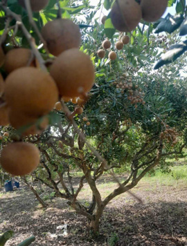 1.000m2 đất mặt tiền tại biển Tân Thành, Gò Công Đông, Tiền Giang. Có 100m2 thổ, chỉ 2,7tr/m2