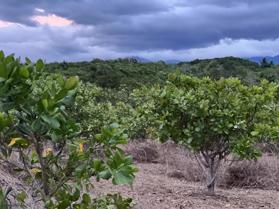 Chính chủ cắt lỗ hơn 2,8ha đất trồng điều Ninh Sơn - Ninh Thuận