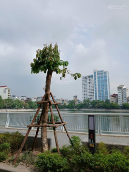 Hiếm - mặt phố Mai Anh Tuấn Đống Đa - view hồ - full NT xịn - thang máy 7T - chỉ 18 tỷ hơn 1 xíu