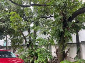 Bán gấp lô xây dựng cao tầng diện tích 1350 m2 đường nhánh Trần Não, Q2 chỉ 170 tỷ