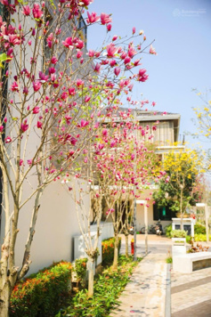 Cực hiếm cần bán 2 căn cạnh nhau khu Mansions - Parkcity xây 4 tầng có thang máy với giá tốt nhất