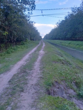 Bán đất trồng cao su hiện đang thu hoạch ở xã Phước Minh, Dương Minh Châu, Tây Ninh