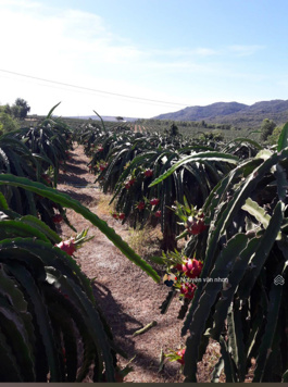 Bán 25ha trang trại thanh long, Bình Thuận giá 240 nghìn/m2