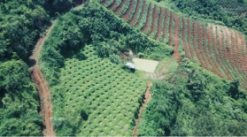 Bán trang trại cà phê, macca, giá siêu hời 500 triệu VND, diện tích 32220 m2