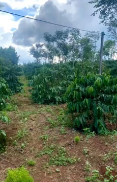 3,1ha cà xen tiêu tại đức cơ giá rẻ cực kỳ