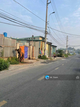 Chủ ngộp bán nhanh 150m2 đường Lê Minh Nhựt, X. Tân Thông Hội, Củ Chi