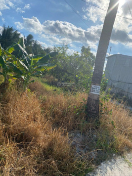 Bán đất trồng cây lâu năm nằm kế bên chợ P8