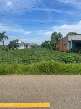 Cần bán gấp 120m2 đất full thổ cư xây dựng tự do SHR gần chợ đêm Cà Mau MT Võ Văn Tần, P1