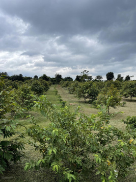 1,6héc vườn sầu riêng musaking