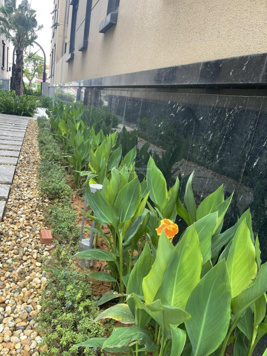 Chủ bán căn đẹp shophouse Apec diamond park Lạng Sơn đầu tư sinh lời cao - LH 0904 821 002