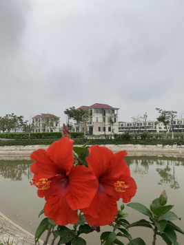 Biệt thự song lập văn minh 135m2 Centa Vsip Từ Sơn 7,6 tỷ 0966 228 003