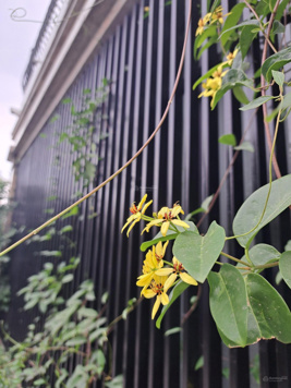 Bán liền kề lô góc KĐT Kim Văn Kim Lũ. 115,7m, mặt tiền 21m, nhà mới 6 tầng hướng mát, view hồ.