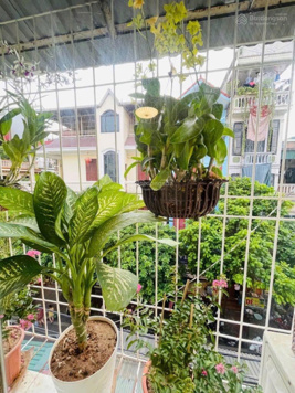 Bán nhà TT phố Thanh Nhàn. Vị trí cực đỉnh. Sổ đỏ nét căng