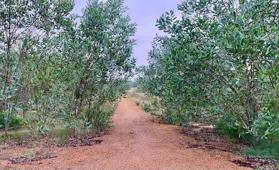 Cần sang nhượng 3000m2 đất trồng cây ven biển (SHR), cách bãi tắm Hải Ninh 800m. Giá: 600 triệu