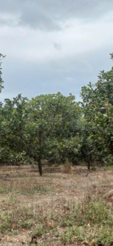 Bán đất trồng cây lâu năm Nam Dong - Gần Quốc Lộ 14 - Dễ chuyển đất ở, giảm ngay 350 triệu