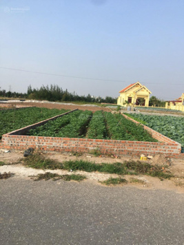 Chính chủ bán lô đất đường trục chính kinh doanh tại bãi tắm Quất Lâm, tỉnh Nam Định