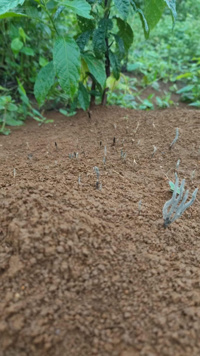 3300m2 có 472m2 thổ cư đường DT 643 mặt tiền 60m giá 2 tỷ