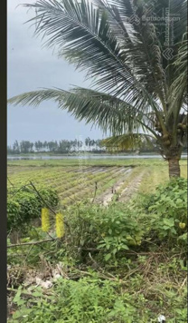 Bán đất ven biển tương lai ghép vào thành phố Chân Mây