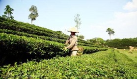 Đất sát mặt đường liên xã, giá cực rẻ, trồng cây lâm nghiệp cây ăn quả tốt, độ dốc ít