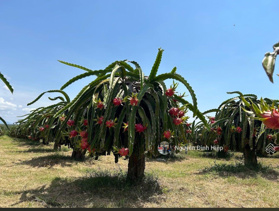 Bán 25ha trang trại thanh long cực đẹp mặt tiền Hòn Dồ, gần Novaworld Tiến Thành