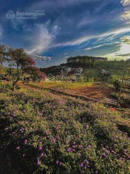 3011m2 đất QH thổ cư, đường 21 Lộc Tân, view đồi cao, rừng thông rất đẹp, giá rẻ nhất khu vực