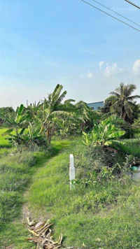 Đất Vườn Xã Trung Hòa, Chợ Gạo, Tiền Giang, DT 14,6 x 109m, chủ bán giá rẻ 550 tr /1000m